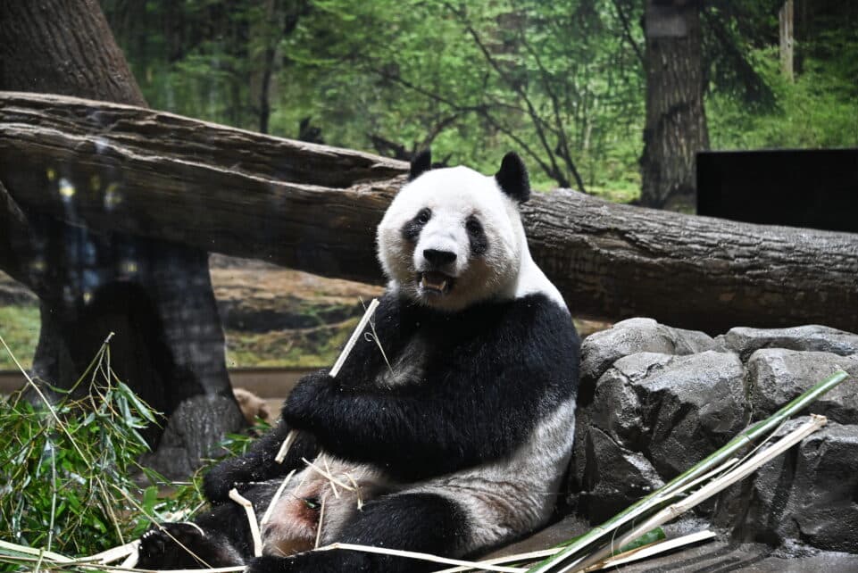 Pandų išvykimas iš Japonijos į Kiniją EPA-ELTA