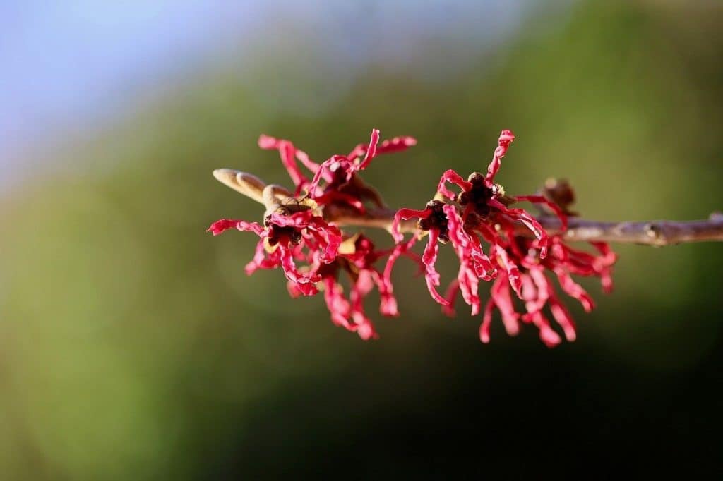 witch hazel, tree blooming, red flowers, natural branch, gray bark, natural light, vibrant color, blurred background, macro, plant structure, horizontal orientation, contrasting colors, beauty of nature, outdoor setting, landscape photography, botanical garden, winter, natural beauty, artistic photography, beauty of the natural world, hamamelis