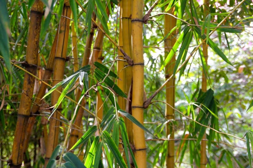bamboo, forest, tropical forest, bamboo forest, nature, bamboo plants