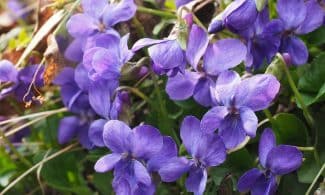 fragrant violets, violet, flower, blossom, bloom, viola odorata, march violets, fragrant violet, flower wallpaper, violet plant, violaceae, purple, spring, harbinger of spring, smell, viola, herbaceous plant, rosette plant, forest, beautiful flowers, nature, flower background, violen, fragrance, fragrant
