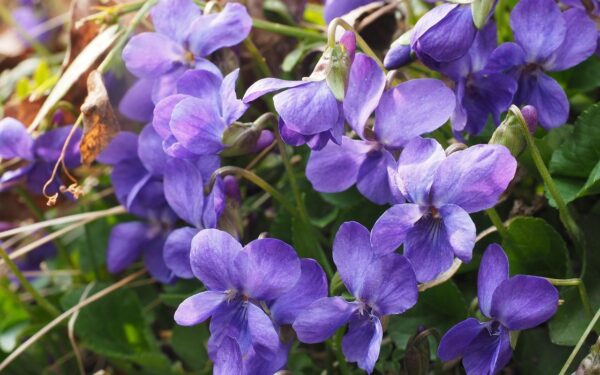 Kodėl gelsta našlaičių lapai? Viena laistymo klaida pražudo jūsų gėles