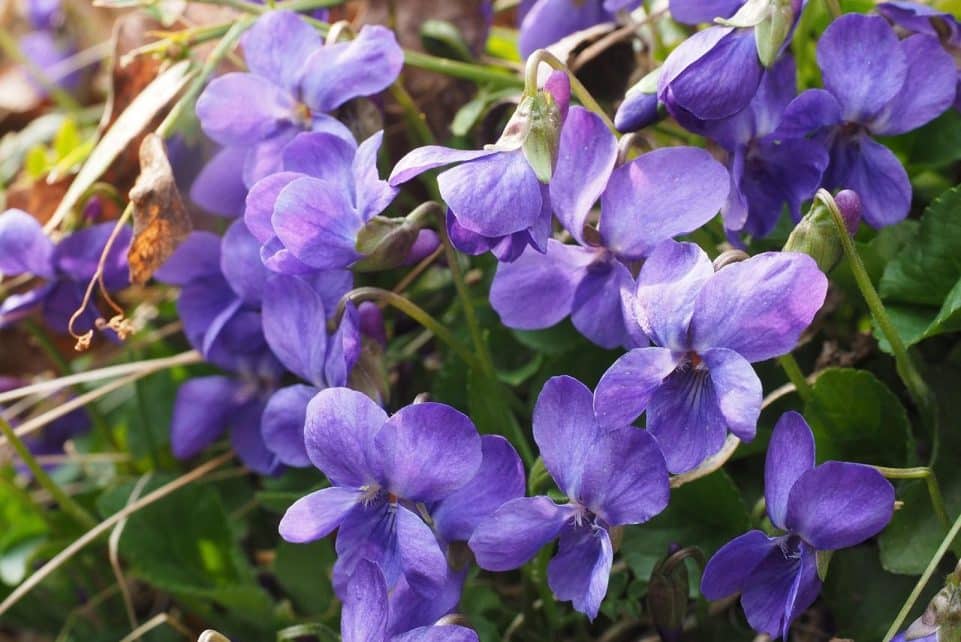 fragrant violets, violet, flower, blossom, bloom, viola odorata, march violets, fragrant violet, flower wallpaper, violet plant, violaceae, purple, spring, harbinger of spring, smell, viola, herbaceous plant, rosette plant, forest, beautiful flowers, nature, flower background, violen, fragrance, fragrant