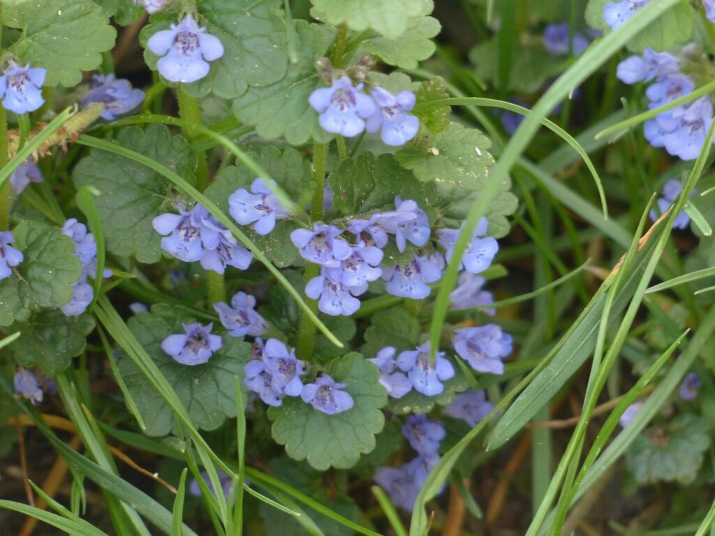 ground ivy, nature, flower, blossom, flower wallpaper, bloom, plant, wildflower, blue, glechoma hederacea, real gundelrebe, beautiful flowers, flower background, lip petals, lamiaceae