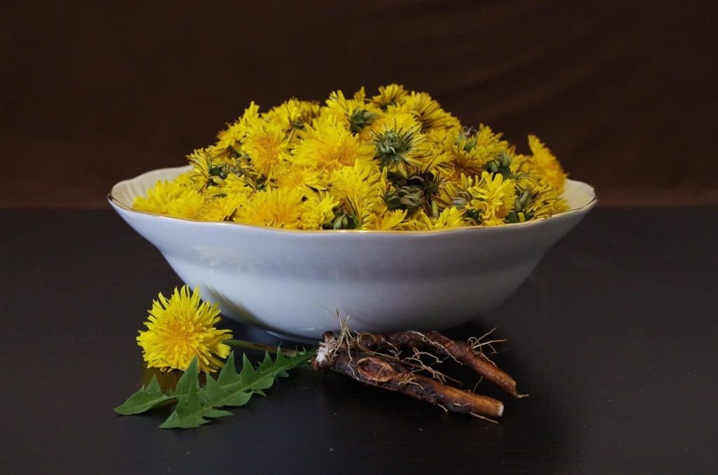 dandelion, flower wallpaper, health, flower background, salad, flowers, beautiful flowers, recipe, nature, root