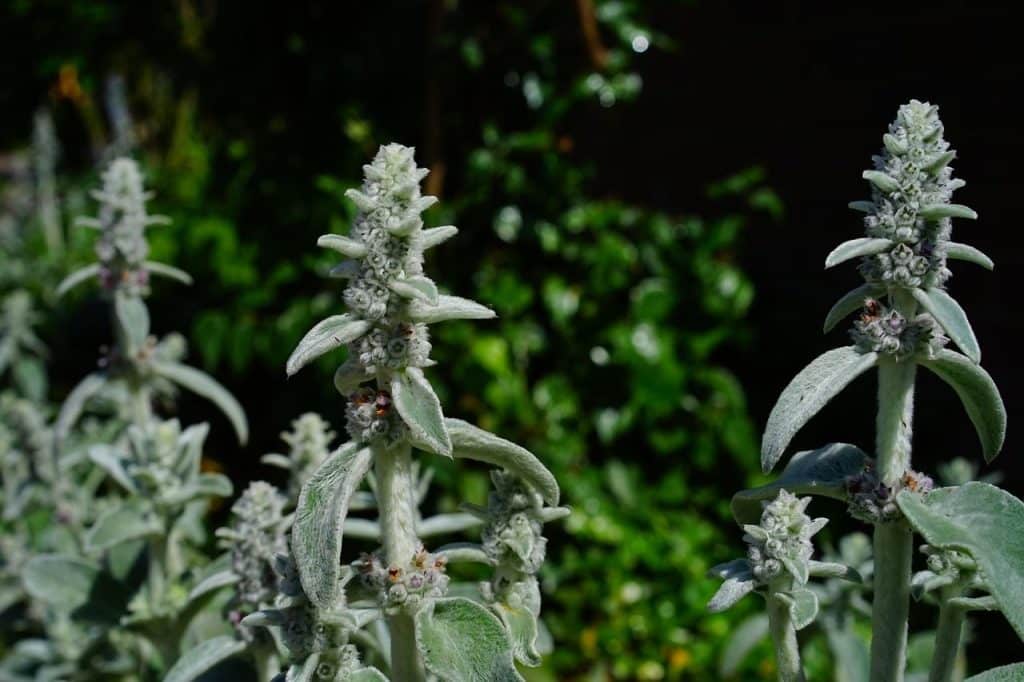 stachys wool, stachys, blossoms, inflorescence, plant, shrub, flora, stachys byzantina, stachys lanata, grey leaves and, ground cover, wool betony, silver, dog's ear, rabbit ear, fluffy tomentose, fluffy, felty, leaves, hair, woolly, farmer garden perennial, white, hairy, haired, gray, nature, greyish, velvety, silvery