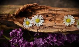 daisy, lilac, wood, flowers, bloom, blossom, weathered wood, beautiful flowers, nature, flower wallpaper, flower background, old wood, cracked wood, decorative, decoration