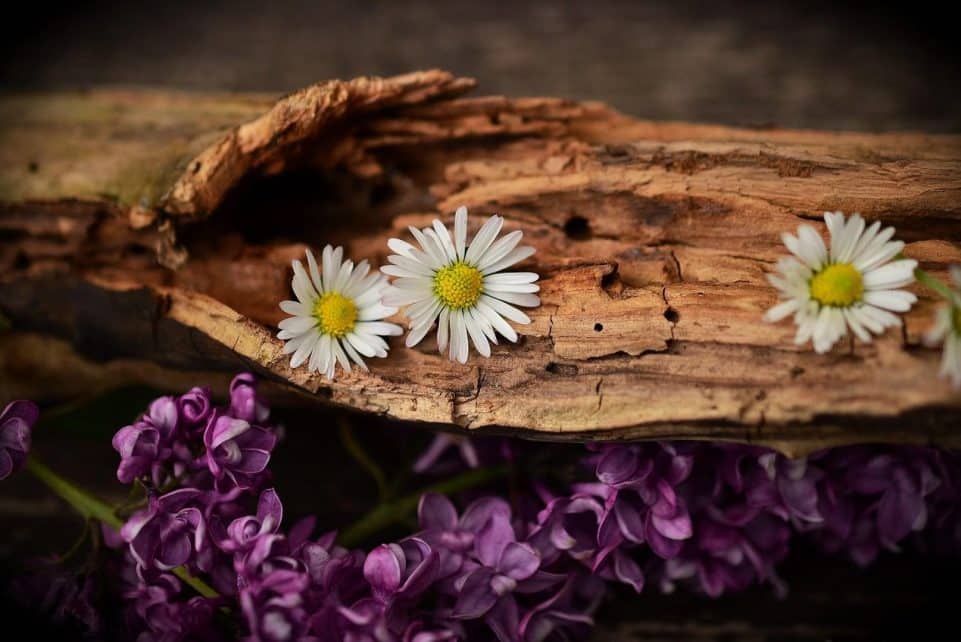 daisy, lilac, wood, flowers, bloom, blossom, weathered wood, beautiful flowers, nature, flower wallpaper, flower background, old wood, cracked wood, decorative, decoration