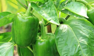 paprika, nightshade plant, green paprika, green, vegetables, fresh, healthy, vitamins, seasoning, nature, meal, food, bell pepper, plant, pods, edible, gourmet, yummy, cooking ingredients, paprika, paprika, bell pepper, bell pepper, bell pepper, bell pepper, bell pepper