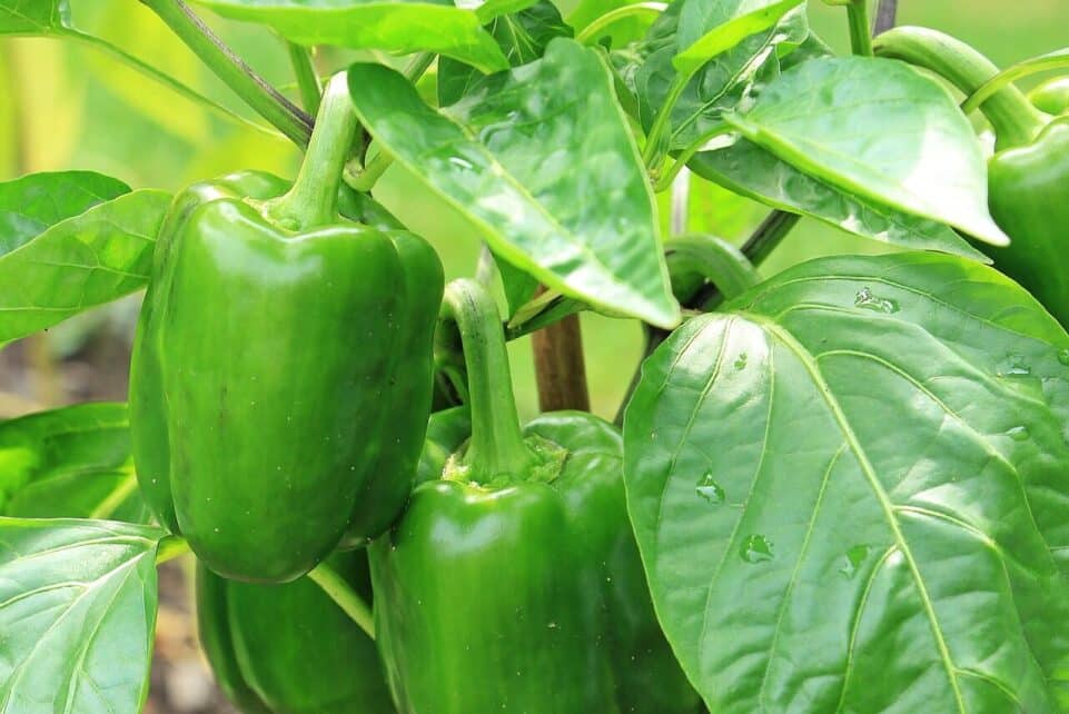 paprika, nightshade plant, green paprika, green, vegetables, fresh, healthy, vitamins, seasoning, nature, meal, food, bell pepper, plant, pods, edible, gourmet, yummy, cooking ingredients, paprika, paprika, bell pepper, bell pepper, bell pepper, bell pepper, bell pepper