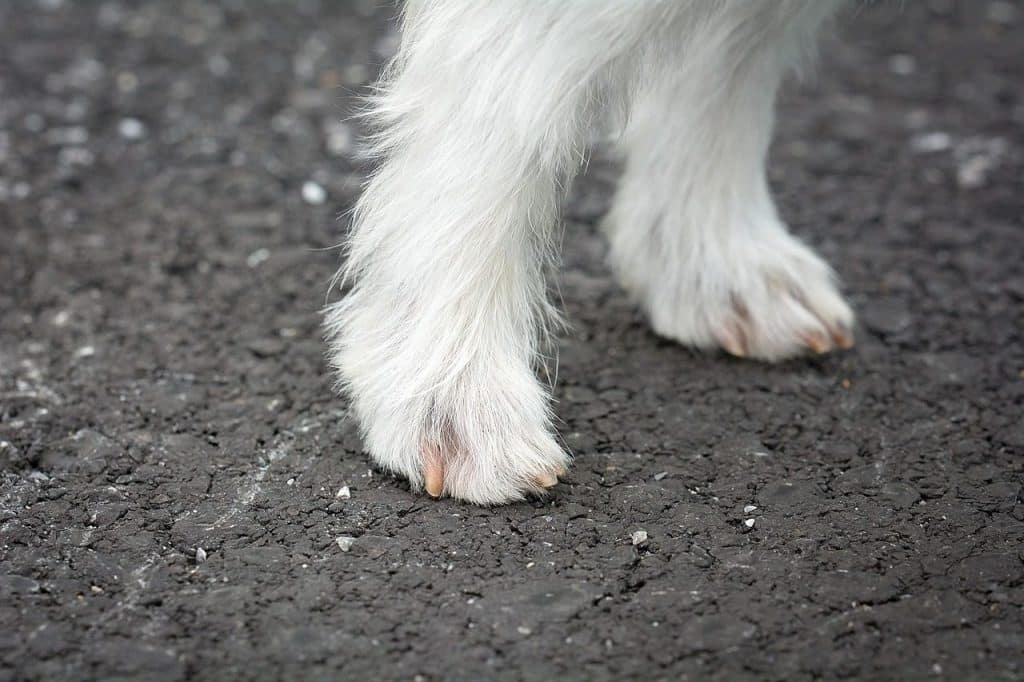 dog feet, dog legs, fur, white, white fur, small dog, dog claws, road, dog feet, dog feet, dog feet, dog feet, dog feet