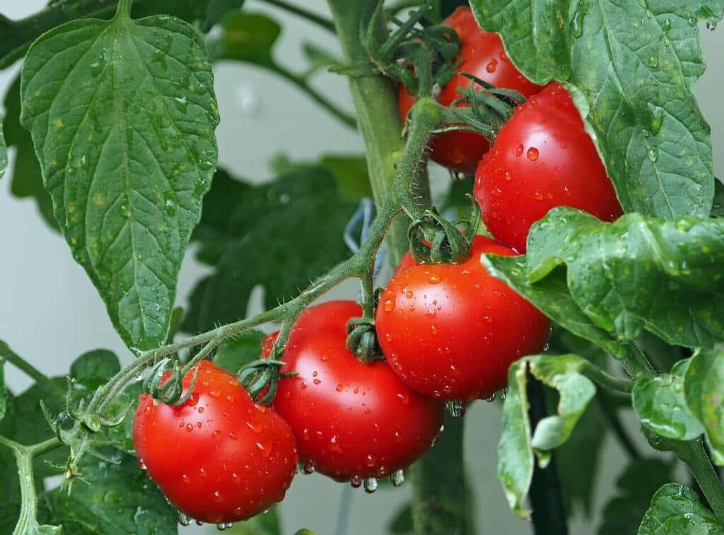 tomatoes, vines, water droplets, wet, red tomatoes, fresh tomatoes, harvest, produce, organic, ripe tomatoes, leaves, plants, agriculture, rain drops, vegetables, eat, red, healthy, nature, food, fresh, close up