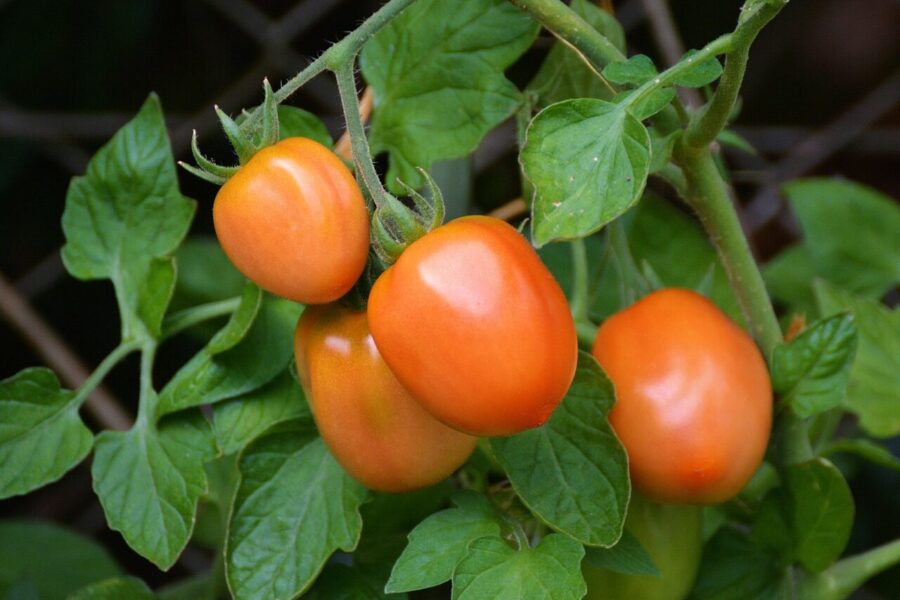 tomatoes, roma tomatoes, vine tomatoes, tire, garden, vegetable growing, nightshade plant, tomato fruit, tomato panicle, tomato plant, tomato growing, nature, immature, home garden