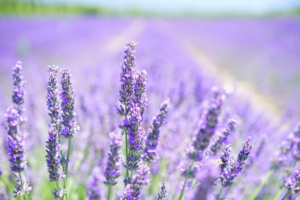 lavender, flowers, field, bloom, blossom, plant, flora, aromatic, fragrance, lavender blossom, lavender field, lavender cultivation, beautiful flowers, flower background, lavendula, lamiaceae, scented plant, medicinal plant, fragrant, flower wallpaper, garden flowers, herbs, lavender meadow, summer, garden, nature
