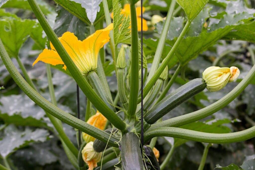 zucchini, vegetable, flower wallpaper, flower background, vegetables, flower, nature, cultivation, entutored, greenhouse, beautiful flowers, courgette, zucchini flower