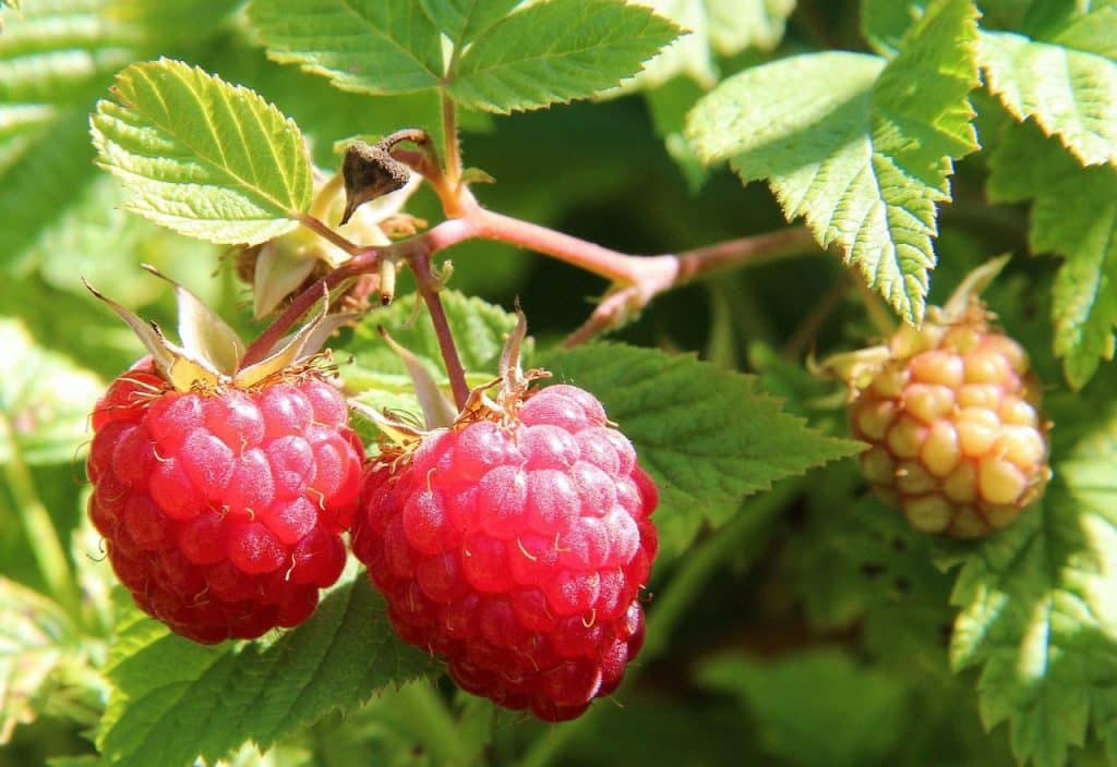 raspberries, raspberry bush, food, close-up, raspberries, raspberry bush, raspberry bush, raspberry bush, raspberry bush, raspberry bush