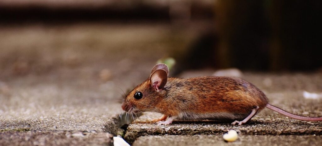 mouse, rodent, cute, mammal, nature, animal, wood mouse, apodemus sylvaticus, mice, fur, small, funny, button eyes, brown, mouse, mouse, mouse, mouse, mouse, mice, mice, mice