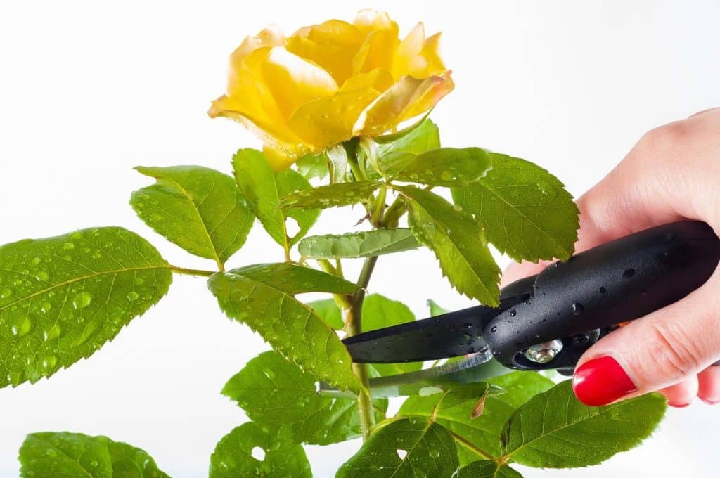 rose, pruning, garden, cut, gardening, cutting, work, gardener, flower, bush, green, nature, scissors, white, spring, shrub, plant, tool, equipment, rose flower, care, flower wallpaper, prune, beautiful flowers, secateurs, trim, isolated, summer, hands, flower background, bushes, growth, landscaping