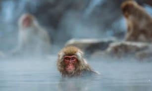 macaque, primate, bathing, monkey, animal, mammal, wildlife, wilderness, wild animal, wildlife photography, animal world, nature, outdoors, swimming, water, monkey, monkey, monkey, monkey, monkey