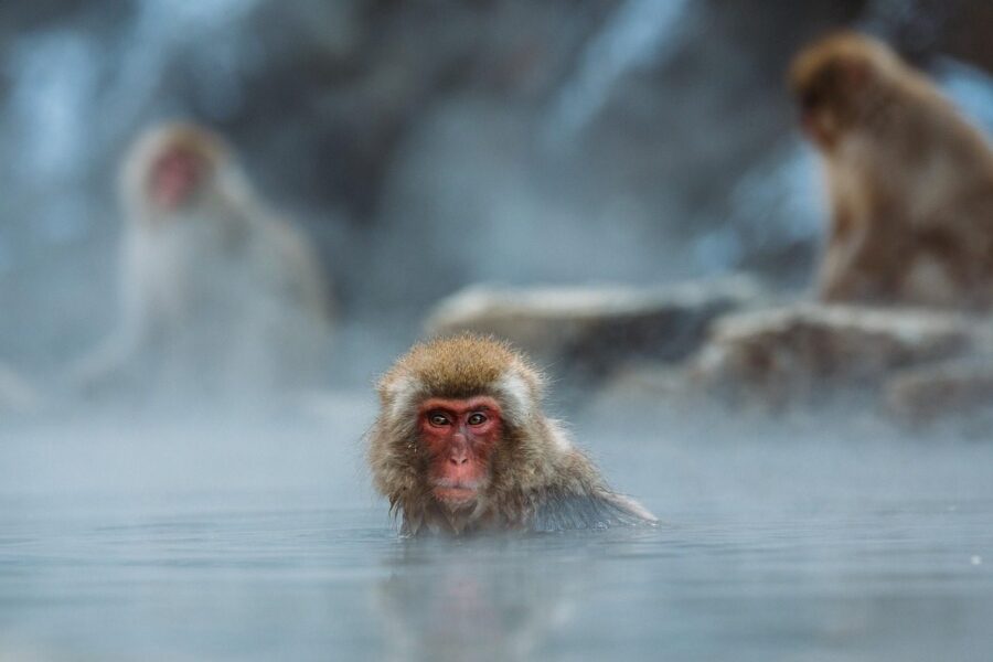macaque, primate, bathing, monkey, animal, mammal, wildlife, wilderness, wild animal, wildlife photography, animal world, nature, outdoors, swimming, water, monkey, monkey, monkey, monkey, monkey