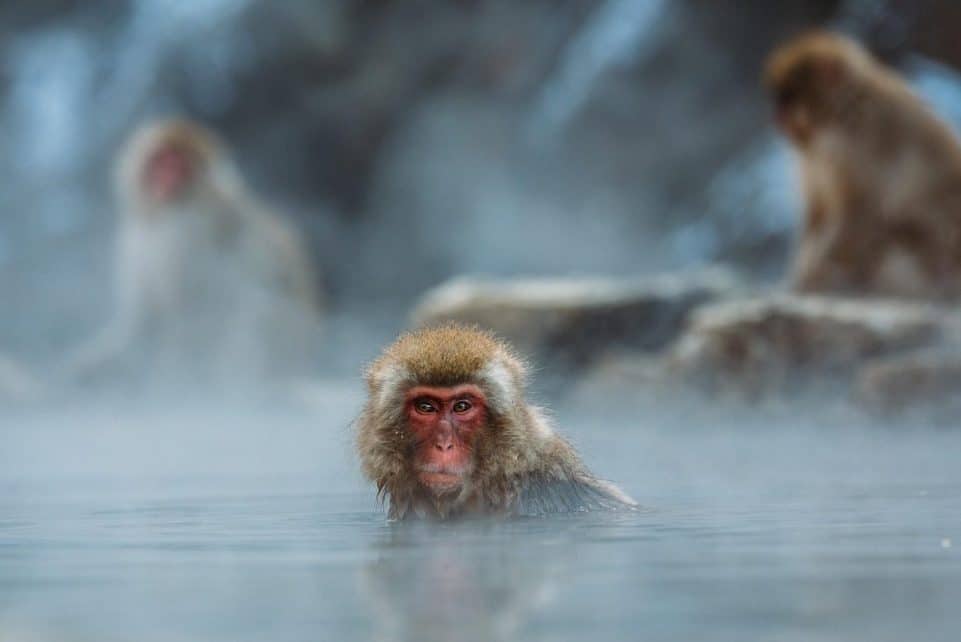 macaque, primate, bathing, monkey, animal, mammal, wildlife, wilderness, wild animal, wildlife photography, animal world, nature, outdoors, swimming, water, monkey, monkey, monkey, monkey, monkey