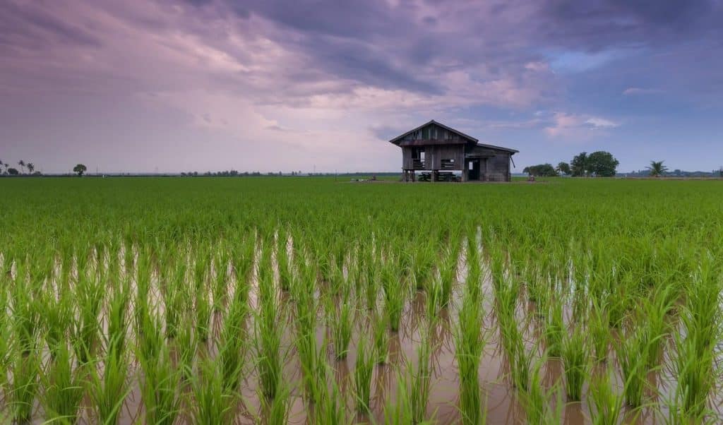 rice field, cottage, farm, farmland, rice paddies, agriculture, cultivation, plantation, rice plantation, rural, countryside, horizon, farmhouse, landscape, vietnam, asia, nature, rice field, rice field, rice field, rice field, rice field