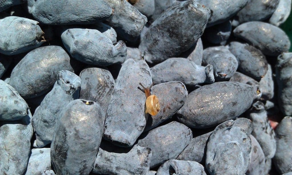 snail, honeysuckle, berry, close-up, harvest, clam, invertebrate, purple background, honeysuckle, honeysuckle, honeysuckle, honeysuckle, honeysuckle
