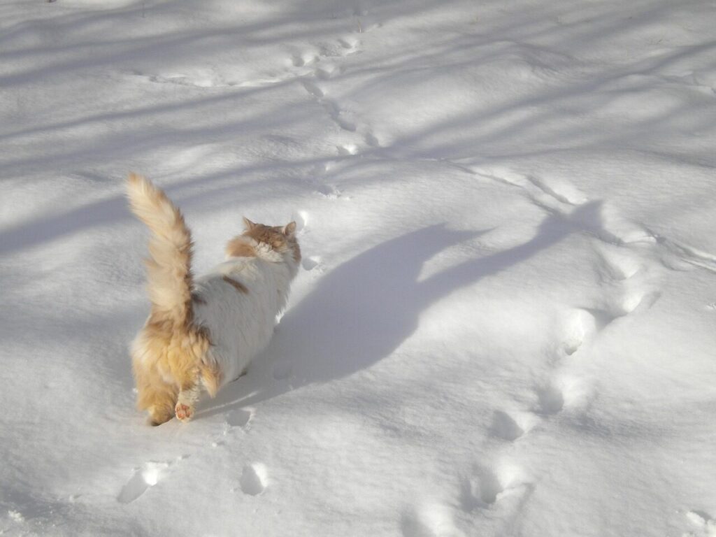 cat walking, in the snow, cat, nature, snow, animal, pet, winter, gray cat, gray walking, gray snow