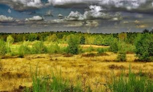 pagan, drover heide, nature, heather, landscape, nature reserve, military training area, plant, ericaceae, mood, clouds