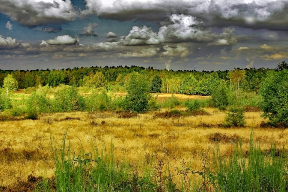 pagan, drover heide, nature, heather, landscape, nature reserve, military training area, plant, ericaceae, mood, clouds