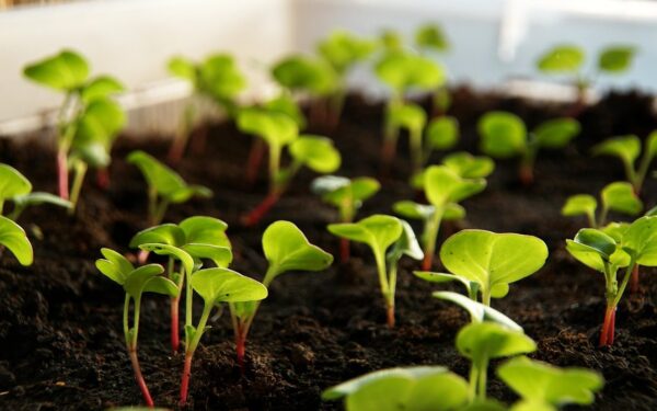 Tikras jodo ir vitaminų šaltinis: sužinokite, kodėl šį augalą ant palangės verta auginti visus metus