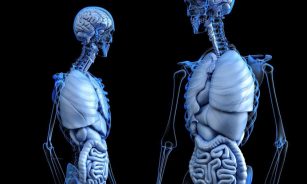 anatomical, anatomy, body, gut, health, human, medical, medicine, abdomen, abdominal, colon, digestion, digestive system, bone, chest, digesting, enteric, enteron, gastric, gastrointestinal, hepatic, liver, lung, male, man, organ, ribs, ribcage, skeleton, stomach, urinary, ventral, vesica, 3d, render, rendering, brain, dissection, internal, skull, black health, black brain, black medical, black medicine, black skull, black body, black human, anatomy, body, body, health, health, health, human, medical, medical, digestive system, liver, liver, skeleton, stomach, brain, brain, brain, brain, brain