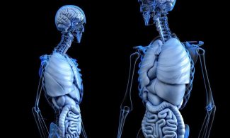 anatomical, anatomy, body, gut, health, human, medical, medicine, abdomen, abdominal, colon, digestion, digestive system, bone, chest, digesting, enteric, enteron, gastric, gastrointestinal, hepatic, liver, lung, male, man, organ, ribs, ribcage, skeleton, stomach, urinary, ventral, vesica, 3d, render, rendering, brain, dissection, internal, skull, black health, black brain, black medical, black medicine, black skull, black body, black human, anatomy, body, body, health, health, health, human, medical, medical, digestive system, liver, liver, skeleton, stomach, brain, brain, brain, brain, brain