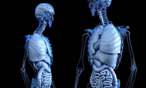 anatomical, anatomy, body, gut, health, human, medical, medicine, abdomen, abdominal, colon, digestion, digestive system, bone, chest, digesting, enteric, enteron, gastric, gastrointestinal, hepatic, liver, lung, male, man, organ, ribs, ribcage, skeleton, stomach, urinary, ventral, vesica, 3d, render, rendering, brain, dissection, internal, skull, black health, black brain, black medical, black medicine, black skull, black body, black human, anatomy, body, body, health, health, health, human, medical, medical, digestive system, liver, liver, skeleton, stomach, brain, brain, brain, brain, brain