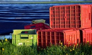 learned asparagus, asparagus, asparagus time, nourishment, asparagus field, boxes, nature, harvest boxes, plastic, agriculture, spring, waiting for harvest, prelude to the harvest, harvest time