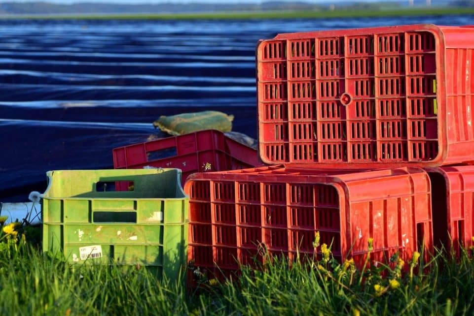 learned asparagus, asparagus, asparagus time, nourishment, asparagus field, boxes, nature, harvest boxes, plastic, agriculture, spring, waiting for harvest, prelude to the harvest, harvest time