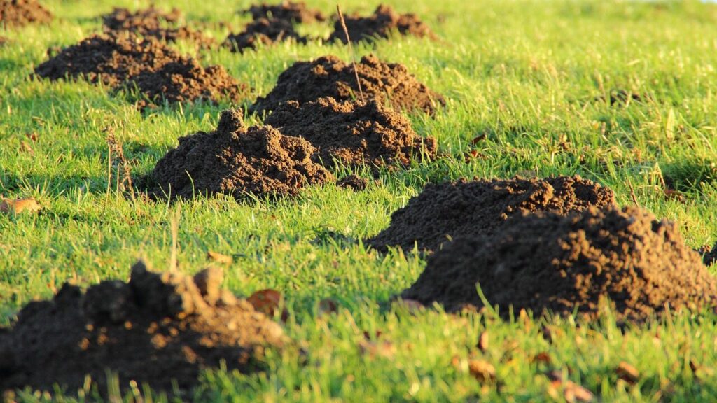 molehills, mole, earth, meadow, lawn, lawn mower, mole, mole, mole, mole, mole, earth, earth, lawn