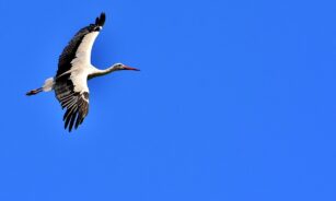 stork, flying, wing, birds, plumage, nature, animals, rattle stork, feathers, elegant, storks, bird, wildlife, white stork, stork, stork, stork, stork, stork, storks