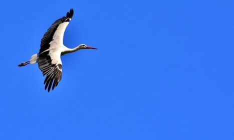stork, flying, wing, birds, plumage, nature, animals, rattle stork, feathers, elegant, storks, bird, wildlife, white stork, stork, stork, stork, stork, stork, storks