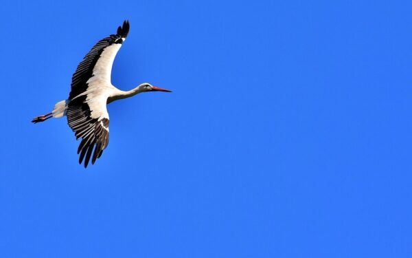 Ekspertai įspėja: šių paukščių mažėjimas kelia rimtų problemų, ignoruoti nebegalime