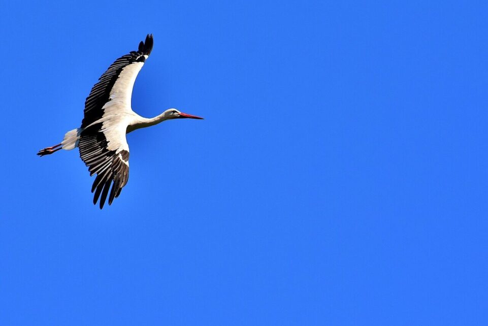 stork, flying, wing, birds, plumage, nature, animals, rattle stork, feathers, elegant, storks, bird, wildlife, white stork, stork, stork, stork, stork, stork, storks