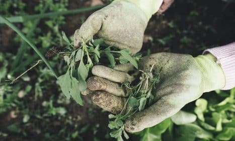 gardening, agriculture, grass, plant, field, nature, farm, farmer, harvest, weed, hands, work gloves, gloves, garden, care, outdoors