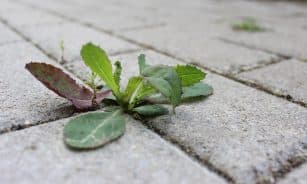 weed, stone, path, plant, side walk, overgrown, close up, pavement, area, nature, green