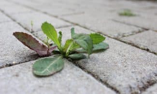 weed, stone, path, plant, side walk, overgrown, close up, pavement, area, nature, green