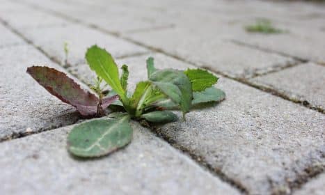 weed, stone, path, plant, side walk, overgrown, close up, pavement, area, nature, green