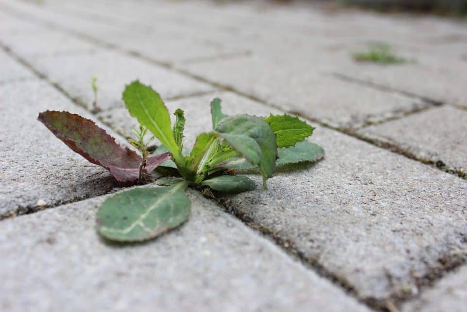 weed, stone, path, plant, side walk, overgrown, close up, pavement, area, nature, green