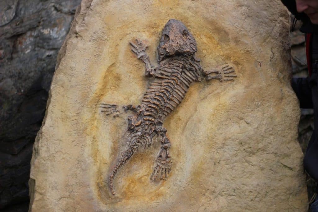 fossils, bones, lizard, fossil, fossils, fossils, fossil, fossil, fossil, fossil, fossil