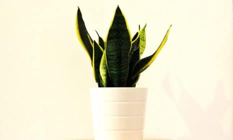 sansevieria, beautiful flowers, plant, nature, flower wallpaper, love, flower background, deco, home deco, passion, flower