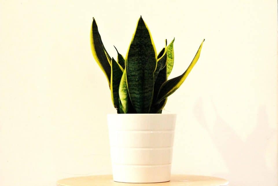 sansevieria, beautiful flowers, plant, nature, flower wallpaper, love, flower background, deco, home deco, passion, flower