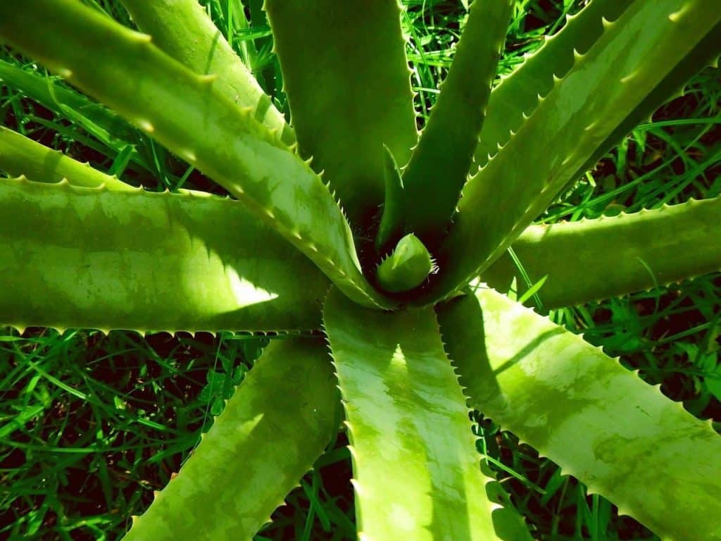 aloe vera, aloe, plant, nature, health
