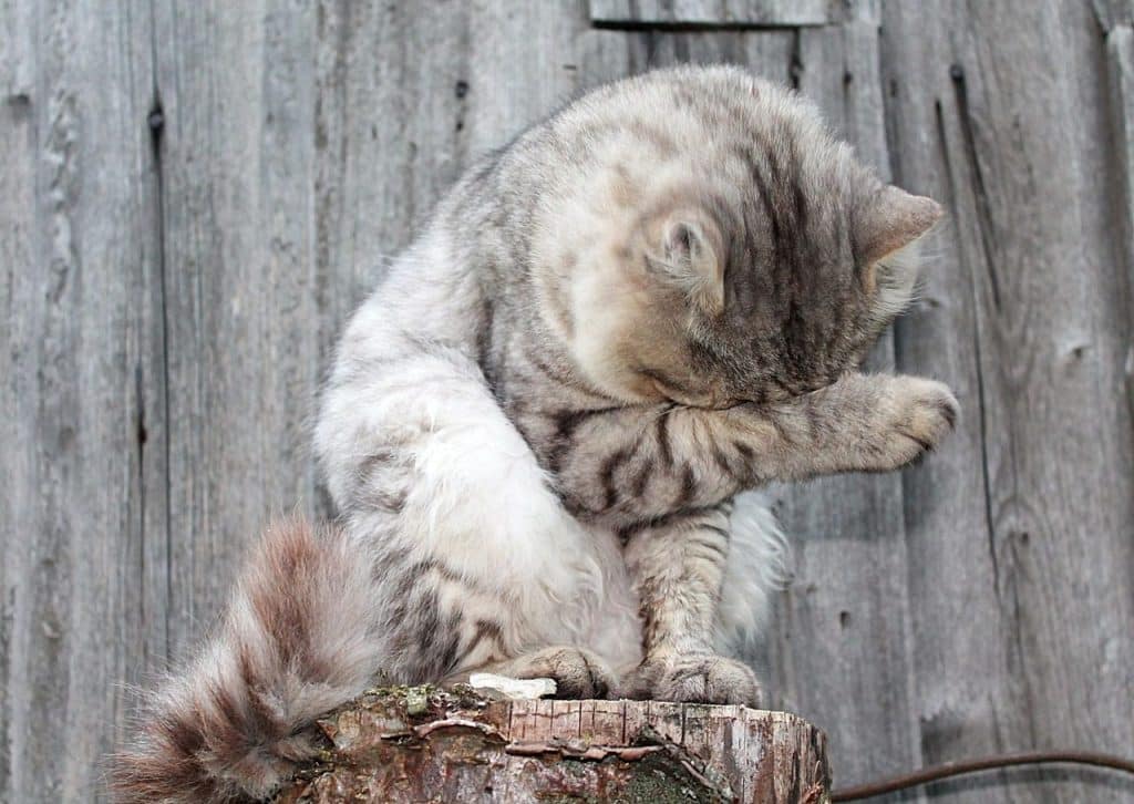 cat, animal, cats, pet, grey cat, fluffy cat, cat washes